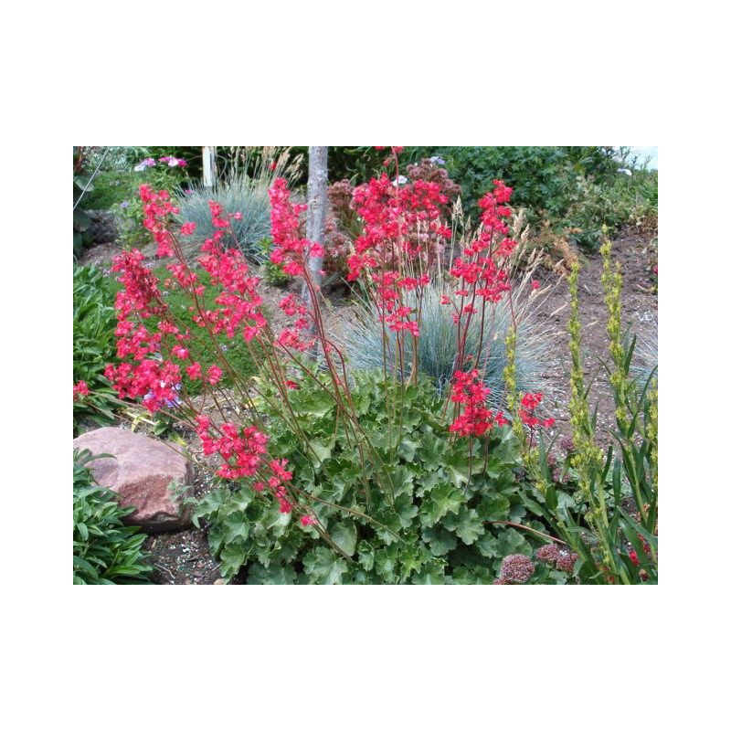 Heuchera sanguinea "Leuchtkafer"