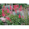 Heuchera sanguinea "Leuchtkafer"