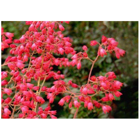 Heuchera sanguinea "Leuchtkafer"