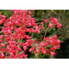 Heuchera Leuchtkafer