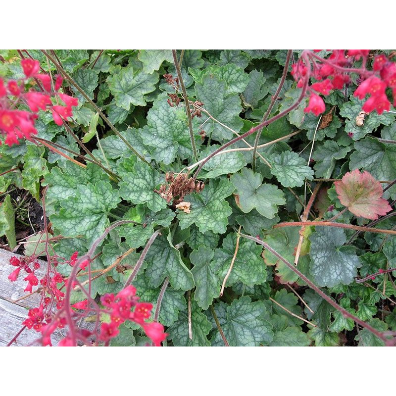 Heuchera sanguinea "Leuchtkafer"