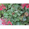 Heuchera sanguinea "Leuchtkafer"