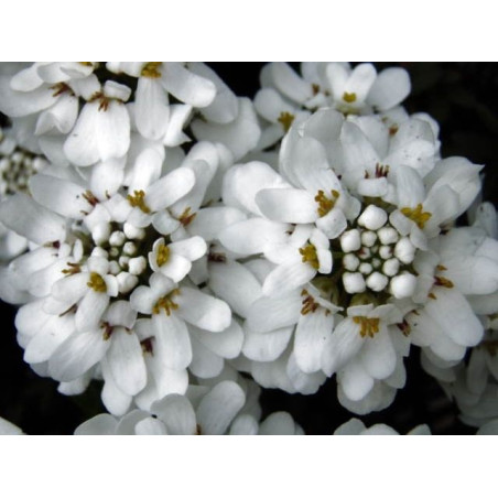 Iberis sempervirens "Appen-Etz"