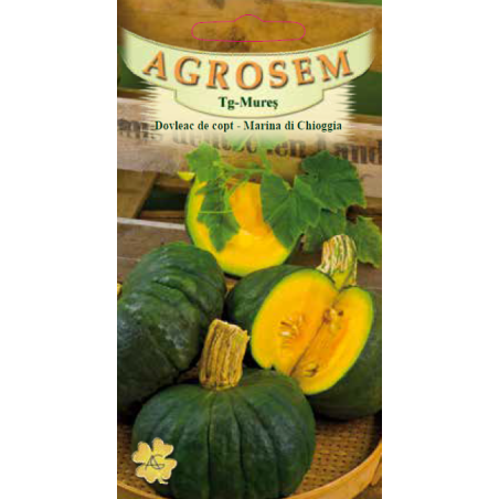 Seminte de Dovleac de copt Marina di Chioggia - AS - Cucurbita maxima 