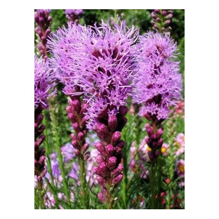 Liatris spicata "Floristan Violet"