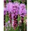 Liatris spicata "Floristan Violet"