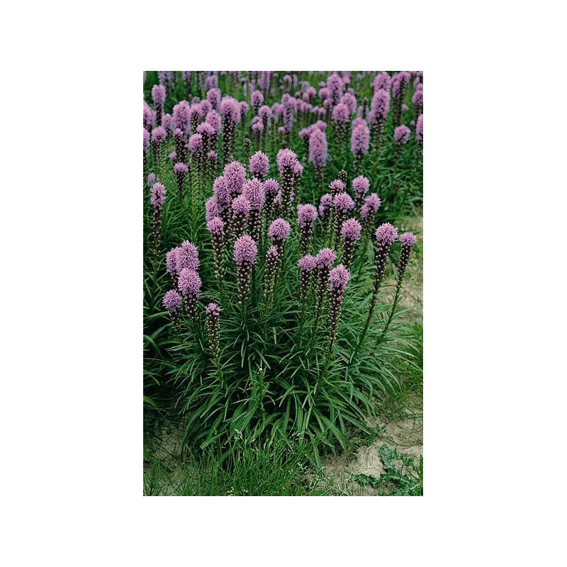 Liatris spicata "Floristan Violet"