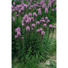 Liatris spicata "Floristan Violet"