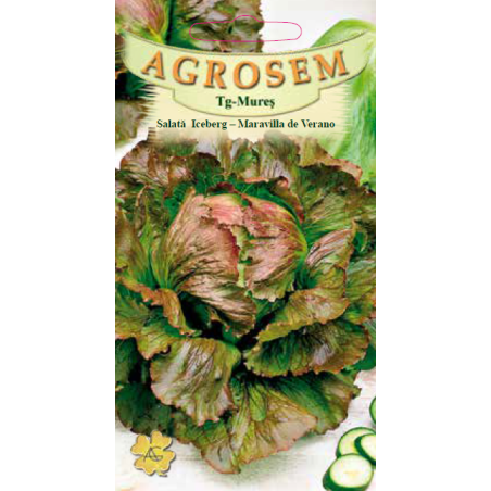 Seminte de Salata Iceberg - Maravilla de Verano - AS - Lactuca sativa