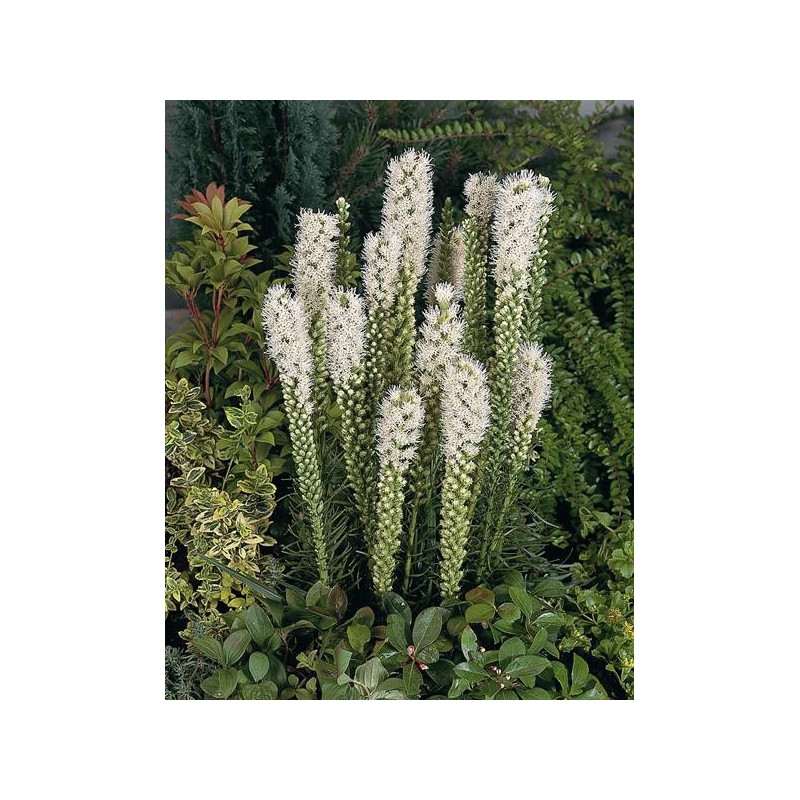 Liatris spicata "Floristan White"