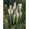 Liatris spicata "Floristan White"