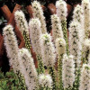 Liatris spicata "Floristan White"
