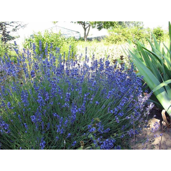 Lavandula angustifolia "Hidcote Blue Strain"