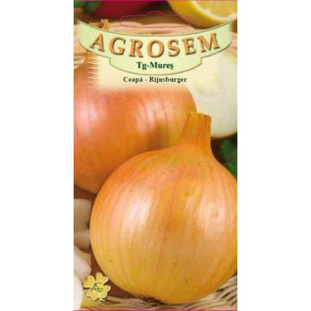 Ceapa seminte - Allium cepa Rijnsburger