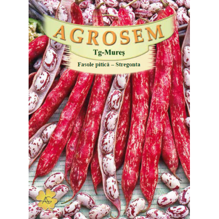Seminte de Fasole boabe Stregonta - BigPack - AS - Phaseolus vulgaris var. nanus