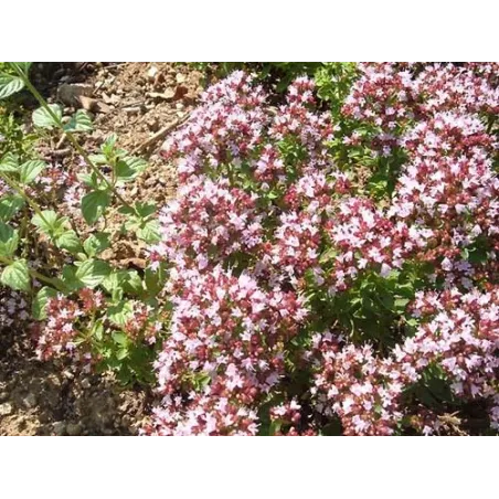 Origanum Compactum