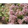 Origanum Compactum