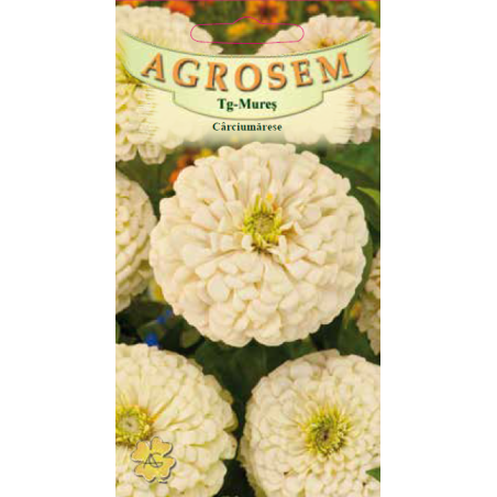 Seminte de Carciumarese mari albe - AS - Zinnia elegans