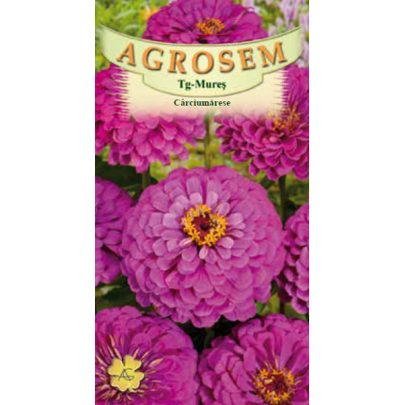 Seminte de Carciumarese mari mov - AS - Zinnia elegans