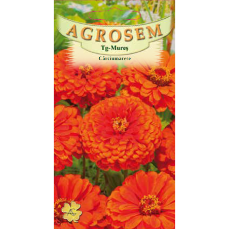 Seminte de Carciumarese mari portocalii - AS - Zinnia elegans
