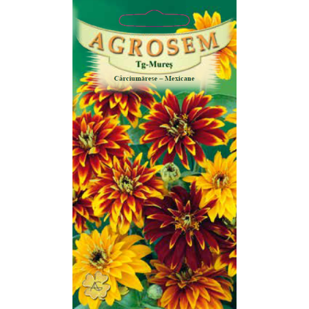 Seminte de Carciumarese Mexicane - AS - Zinnia haageana