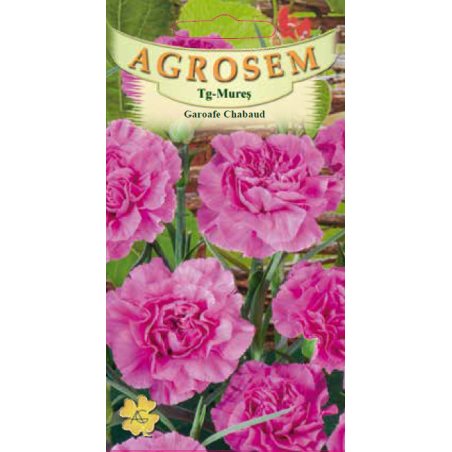Seminte de Garoafe Chabaud Pink - AS - Dianthus caryophyllus 