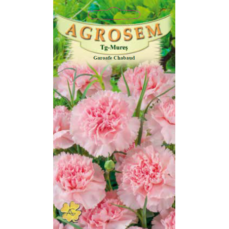 Seminte de Garoafe Chabaud Rose - AS - Dianthus caryophyllus 