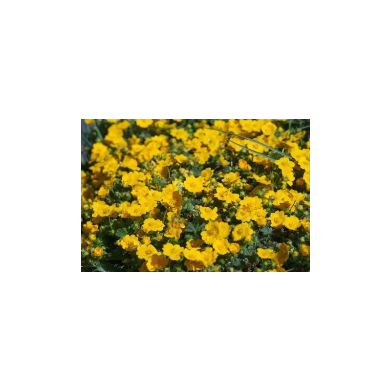 Potentilla aurea