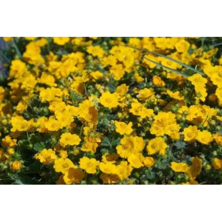 Potentilla aurea