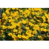 Potentilla aurea G-9