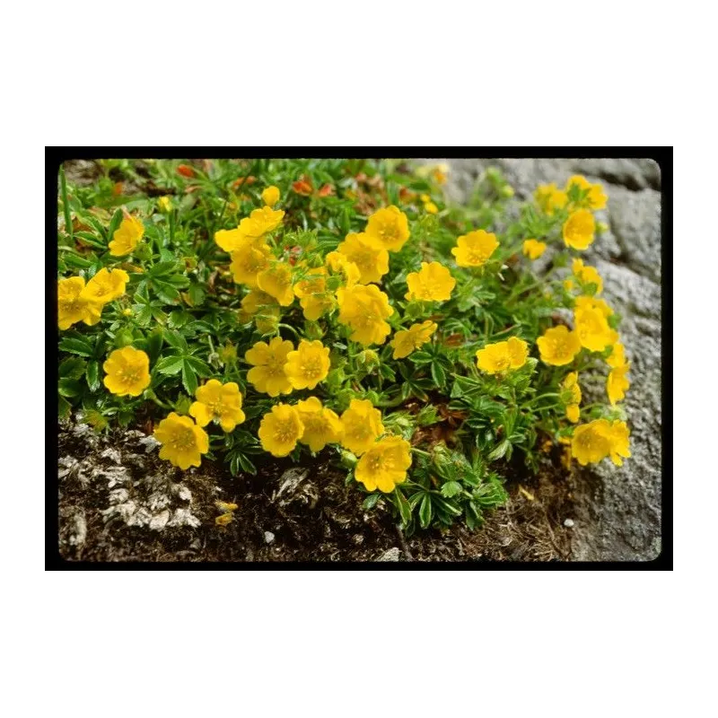 Potentilla aurea