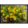 Potentilla aurea
