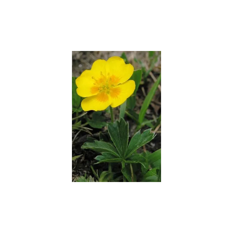 Potentilla aurea