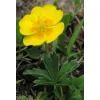 Potentilla aurea
