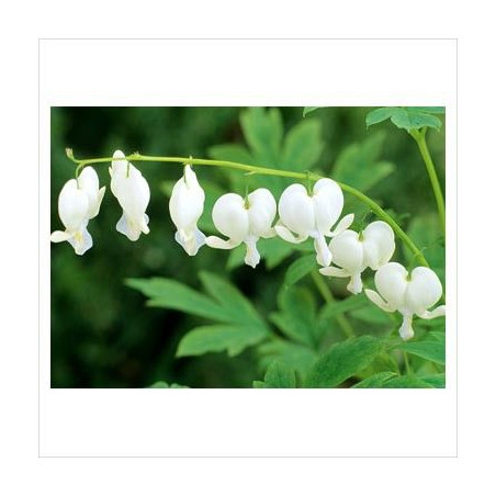 Lamprocapnos spectabilis Alba (Dicentra spectabilis)"Cerceii doamnei albă"