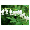 Lamprocapnos spectabilis Alba (Dicentra spectabilis)"Cerceii doamnei albă"