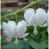 Lamprocapnos spectabilis Alba (Dicentra spectabilis)"Cerceii doamnei albă"