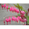 Lamprocapnos spectabilis (Dicentra spectabilis)"Cerceii doamnei"