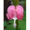 Lamprocapnos spectabilis (Dicentra spectabilis)"Cerceii doamnei"