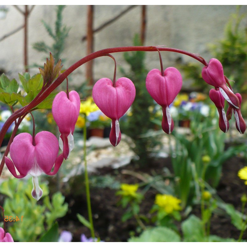 Lamprocapnos spectabilis (Dicentra spectabilis)"Cerceii doamnei"