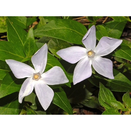Vinca minor Alba