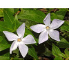 Vinca minor Alba