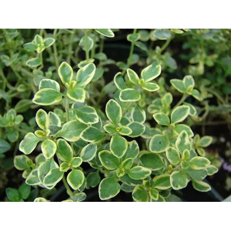 Thymus citriodorus Lemon variegata G-9