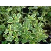 Thymus citriodorus Lemon variegata G-9
