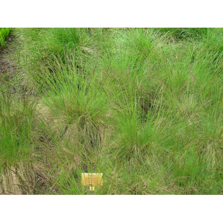 Festuca amethystina G-9