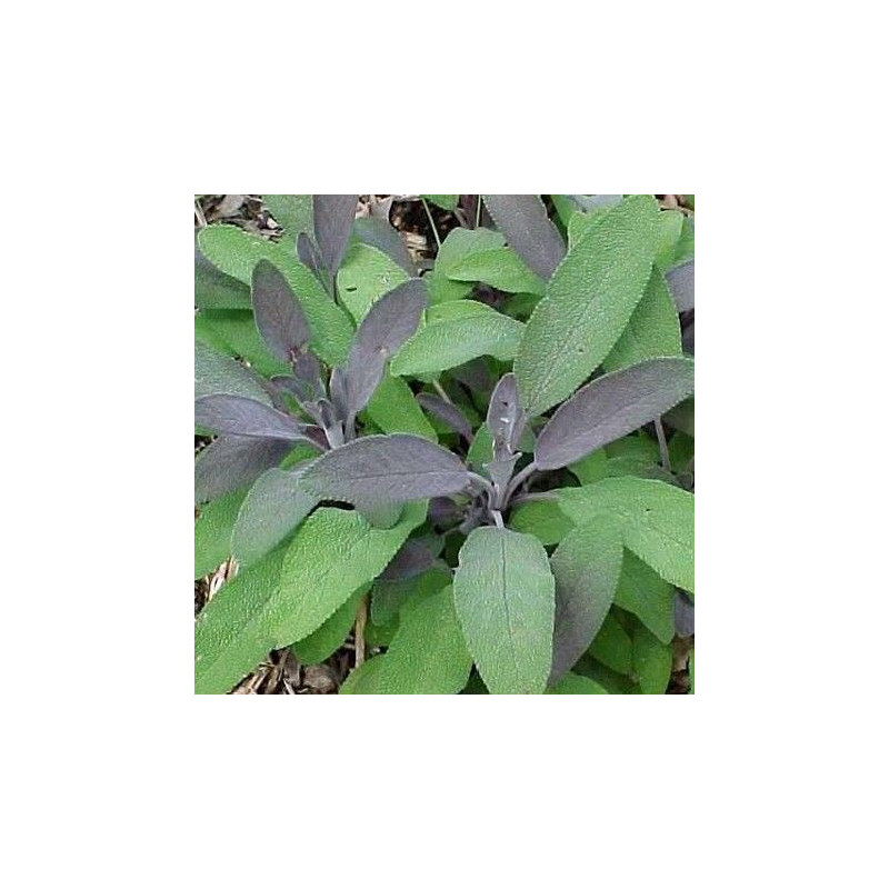Salvia officinalis Purpurea