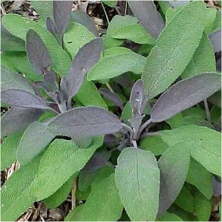 Salvia officinalis Purpurea