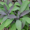 Salvia officinalis Purpurea