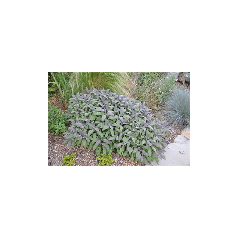 Salvia officinalis Purpurea