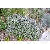 Salvia officinalis Purpurea
